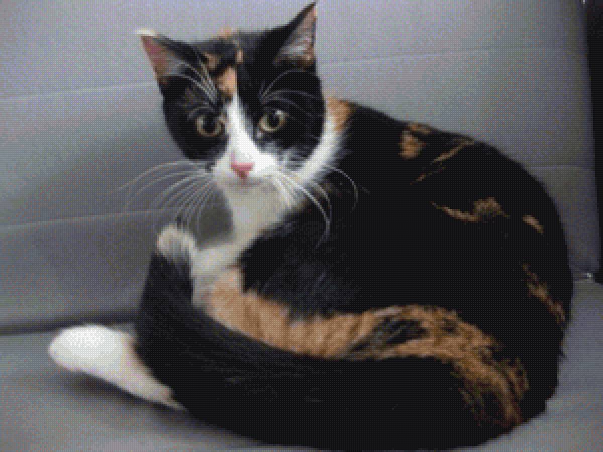 Трехцветка - кошки - предпросмотр