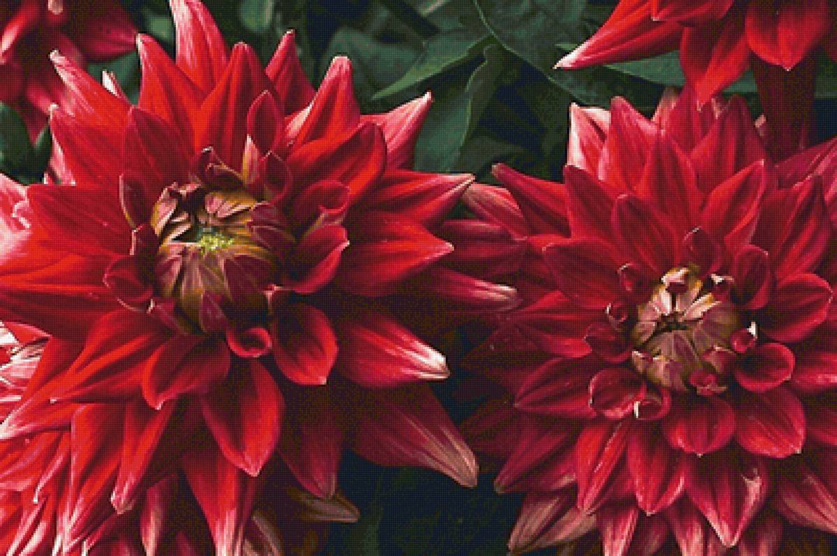 Георгины - предпросмотр