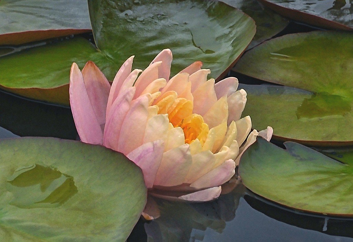 Водяная лилия - оригинал