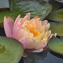 Схема вышивки «Водяная лилия»