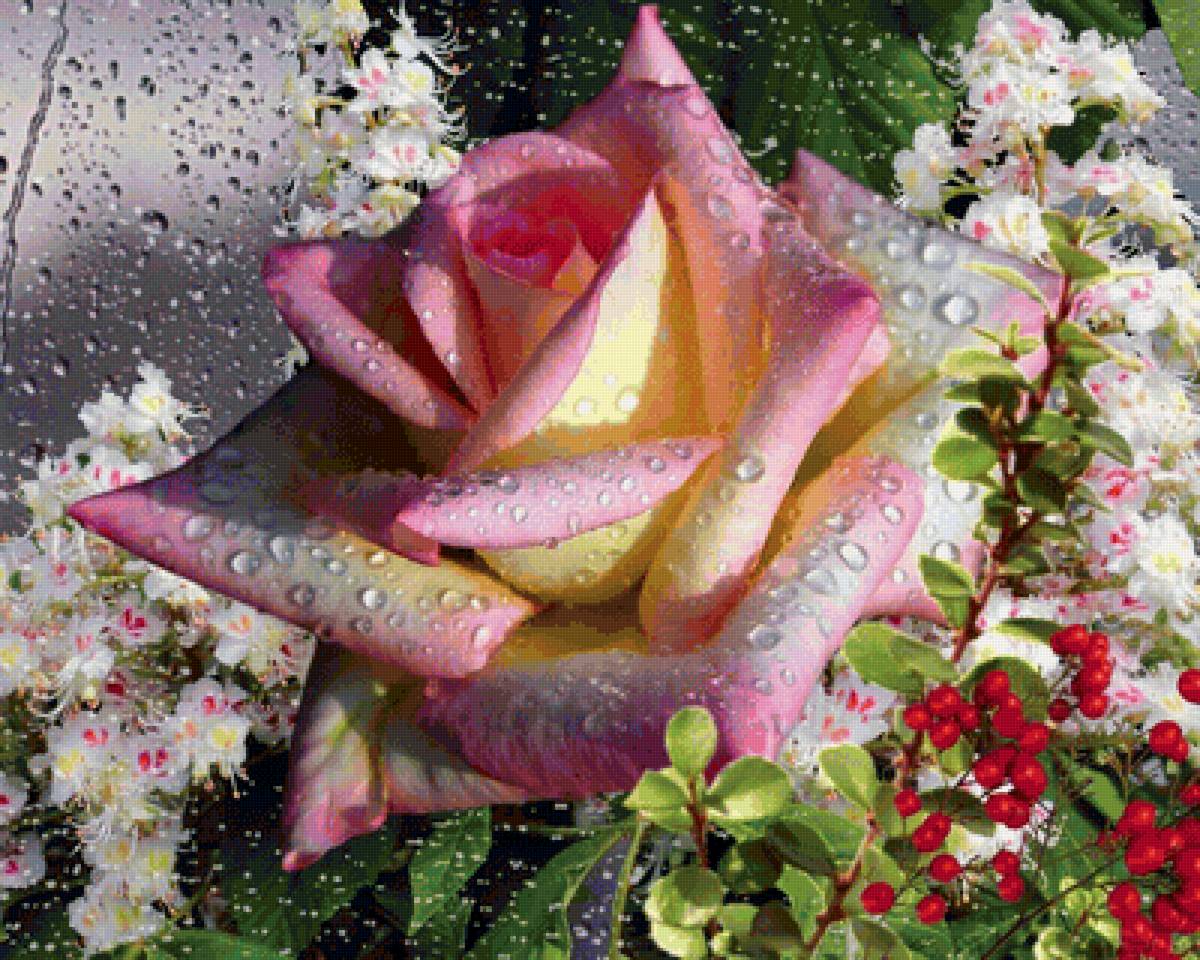 Роза - предпросмотр