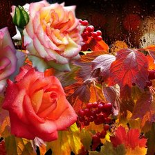 Калина и розы