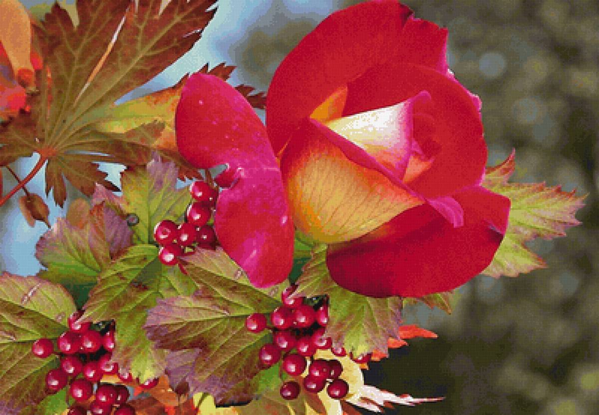 Роза - предпросмотр