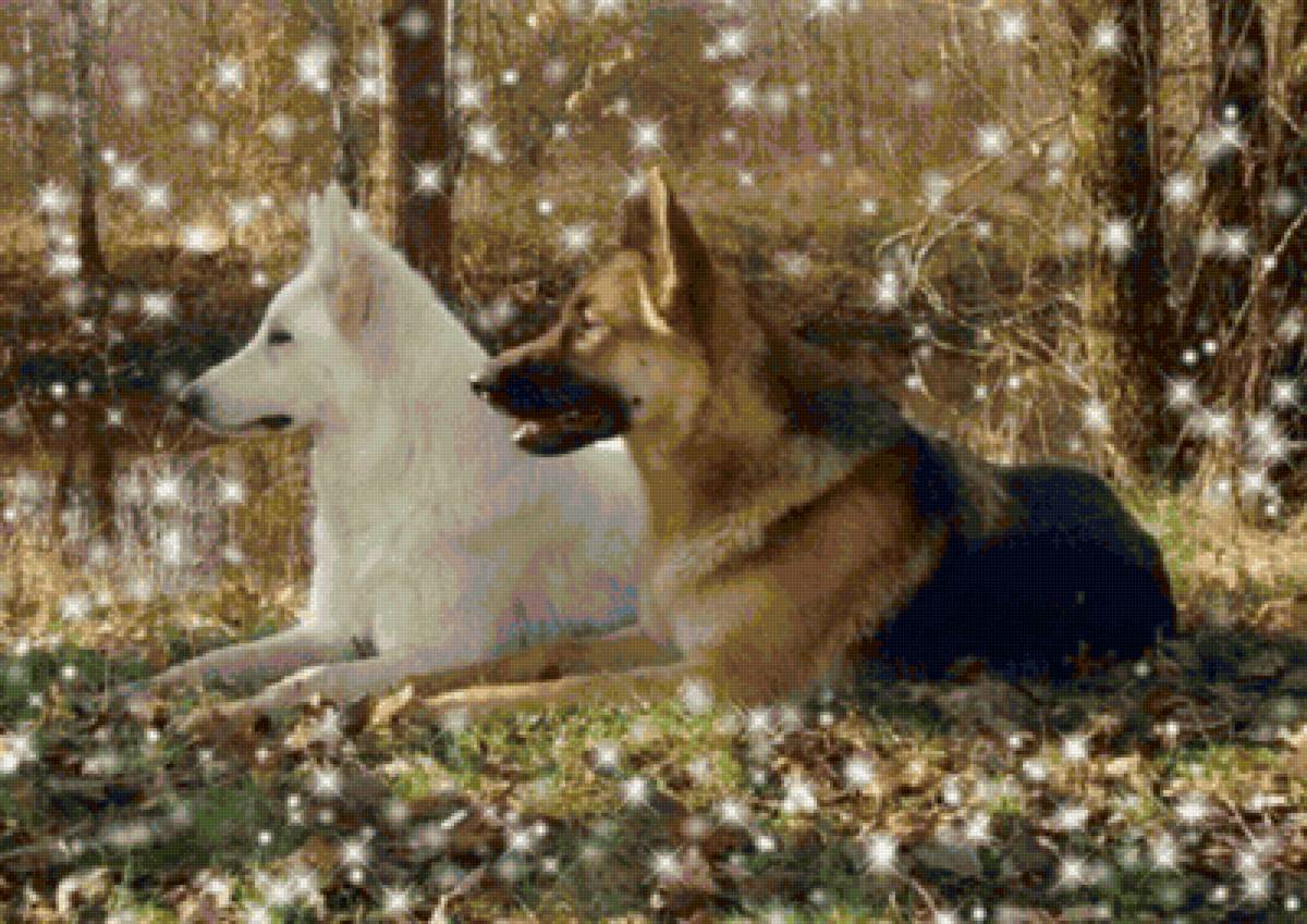 пара овчарок - предпросмотр