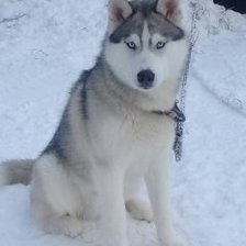 Схема вышивки «Хаски1»