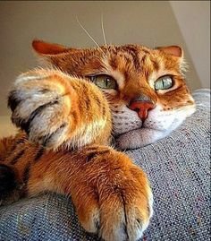 кот - рыжий, кот, диван - оригинал
