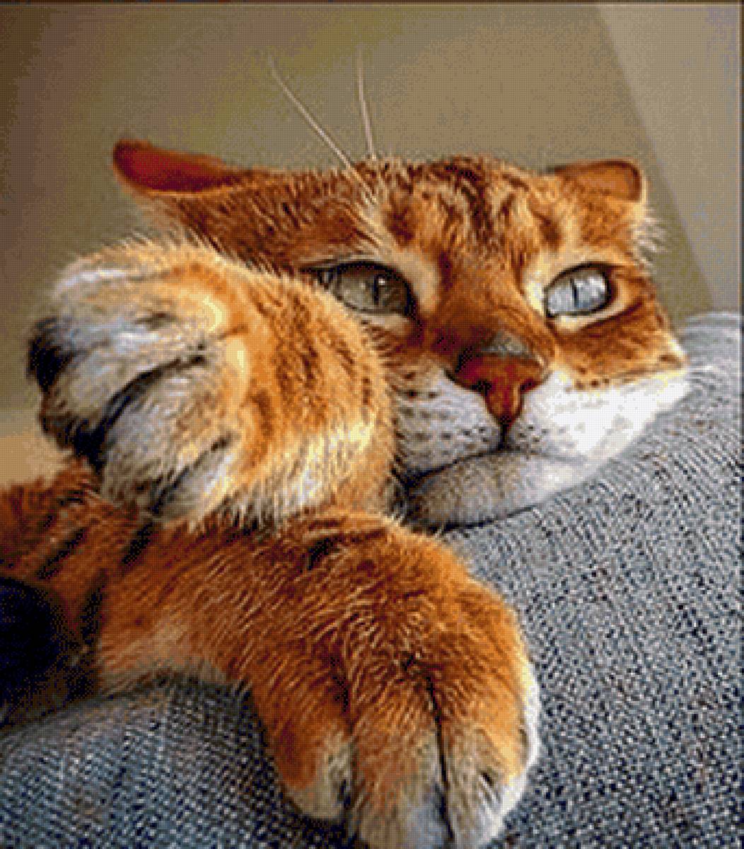 кот - кот, рыжий, диван - предпросмотр