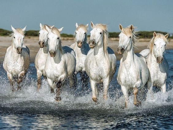 лошади - оригинал