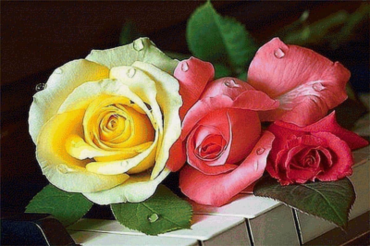 Розы на клавишах - натюрморт, цветы, розы, клавиши, музыка - предпросмотр