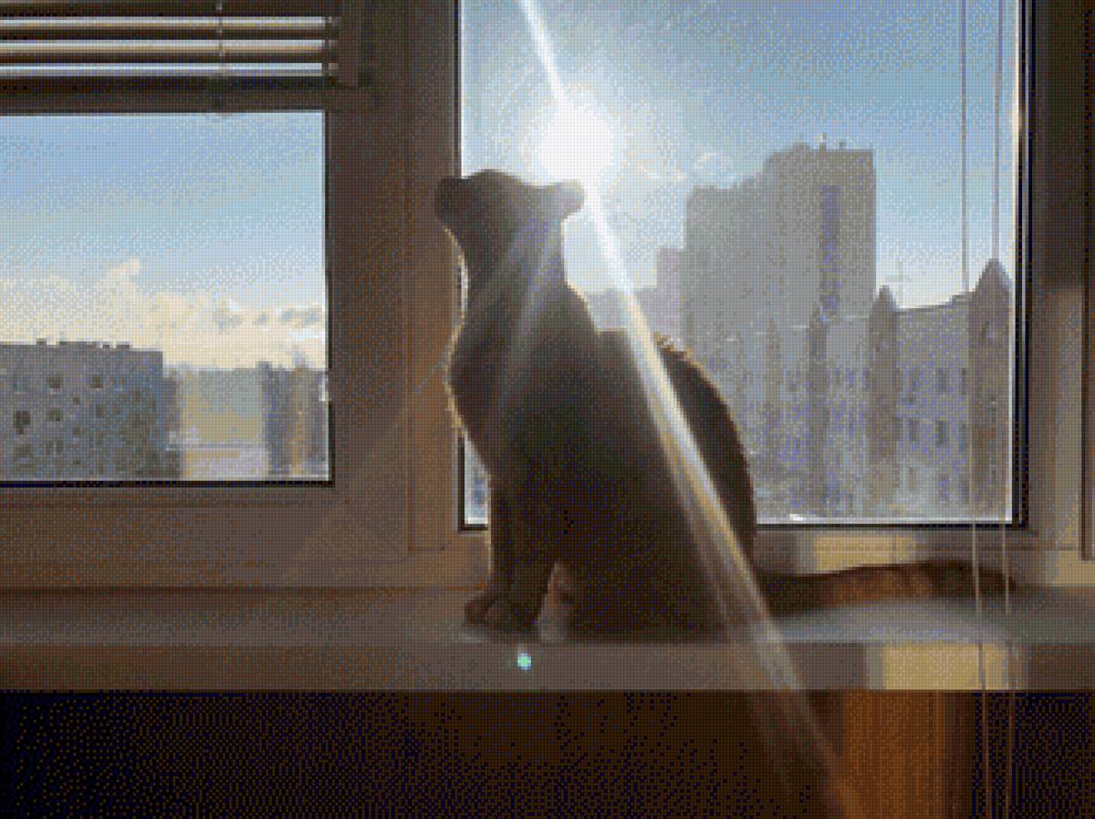 Кот на окне - предпросмотр