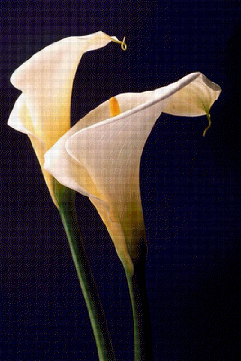 callas brancas - flores - предпросмотр