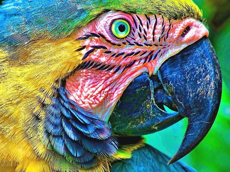 попугай - попугай, птица - оригинал