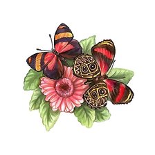 Оригинал схемы вышивки «бабочки» (№2156591)