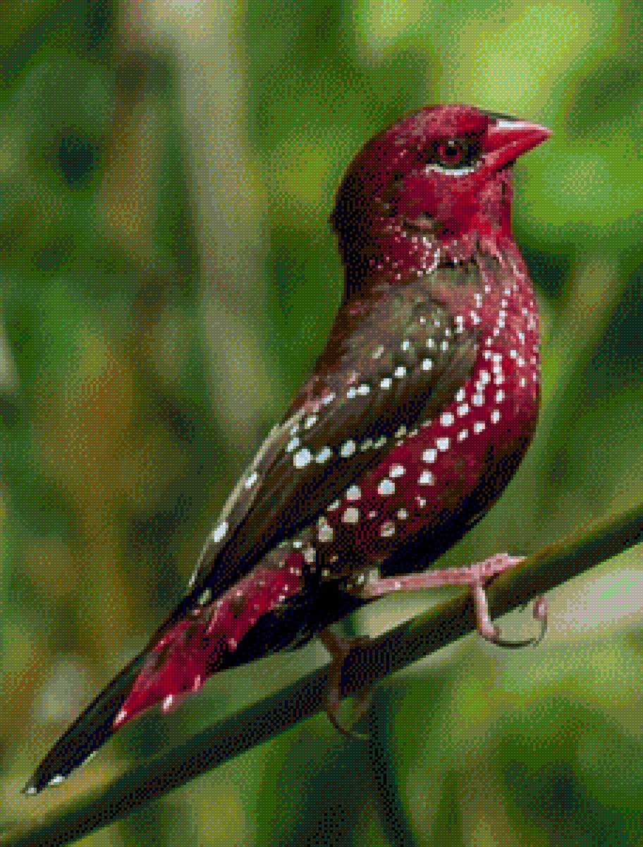 №2156659 - птицы - предпросмотр