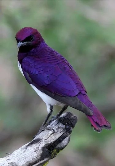 №2156662 - птицы - оригинал