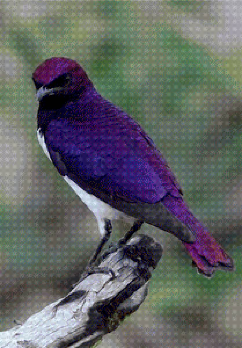 №2156662 - птицы - предпросмотр