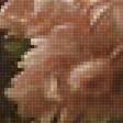 Предпросмотр схемы вышивки «хризантемы» (№2157211)