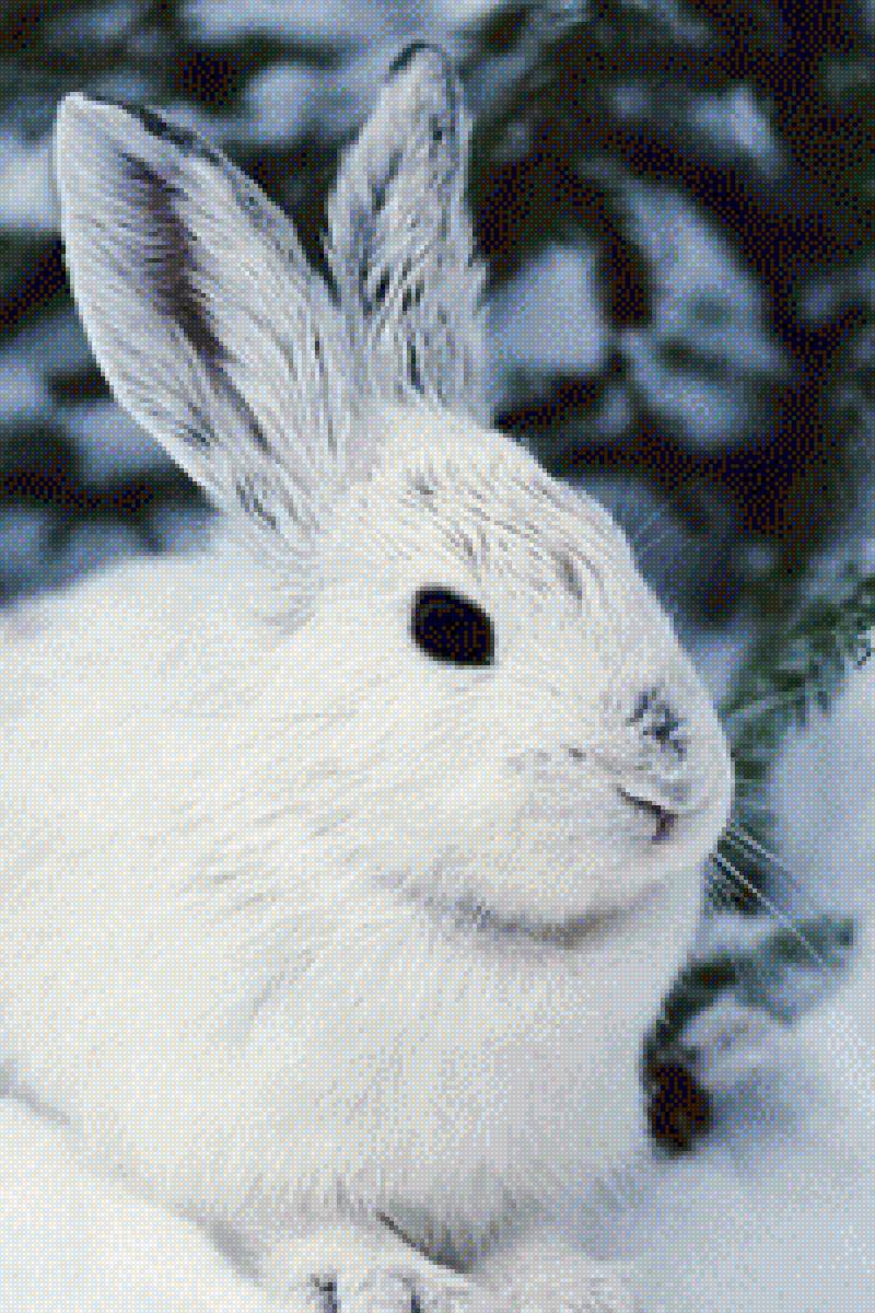 зая - предпросмотр