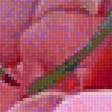 Предпросмотр схемы вышивки «Акварельные розы» (№2157495)