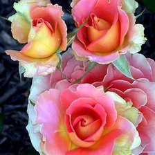 Акварельные розы