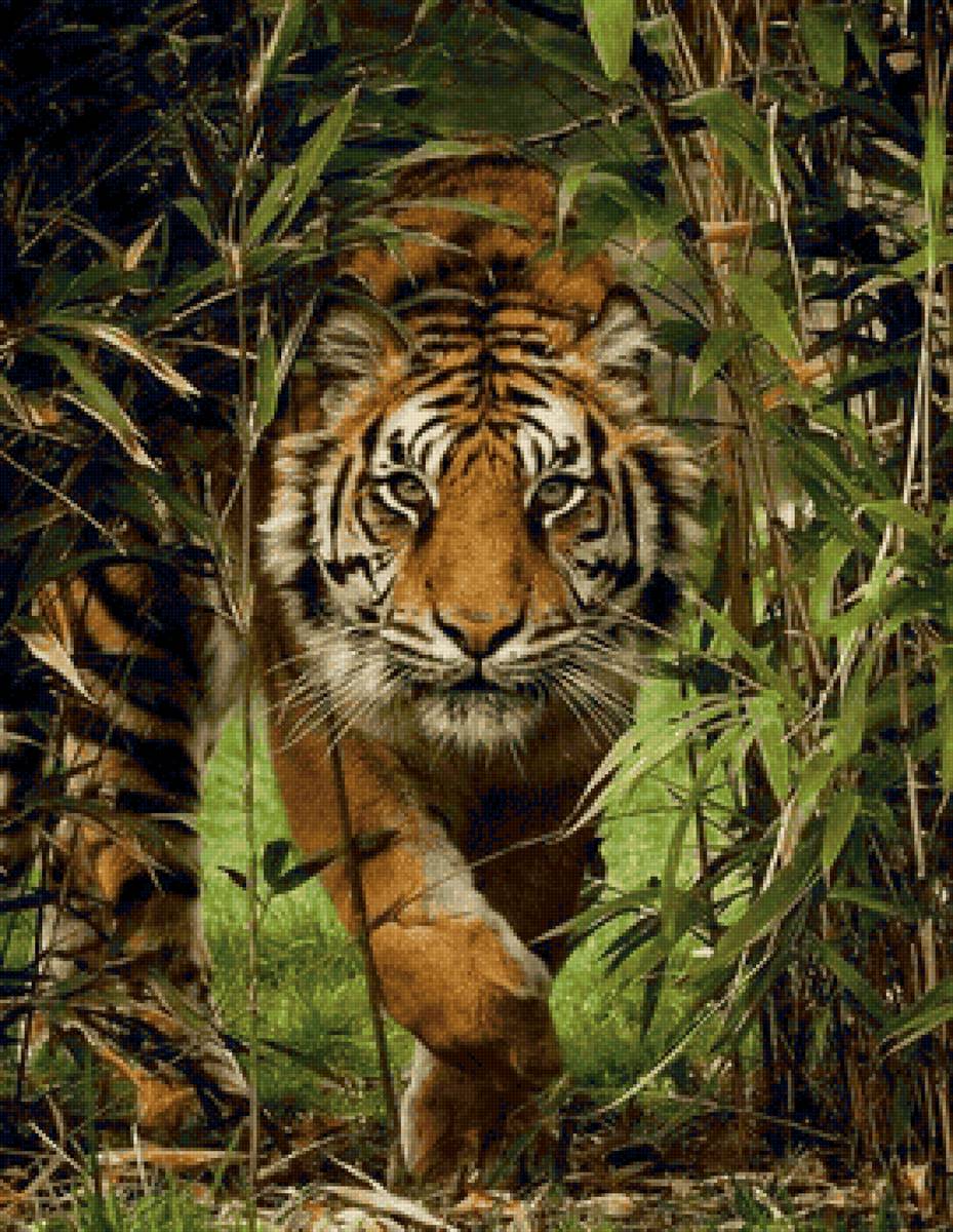 дикие - предпросмотр