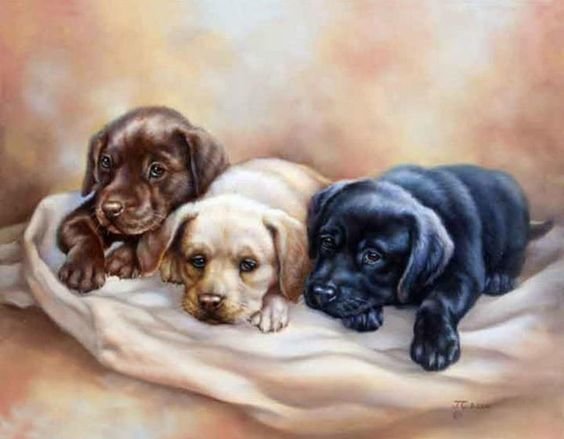 tres perros1 - animales - оригинал