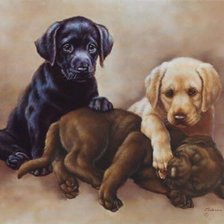 tres perros 3