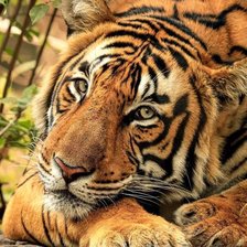 Оригинал схемы вышивки «дикие» (№2158621)