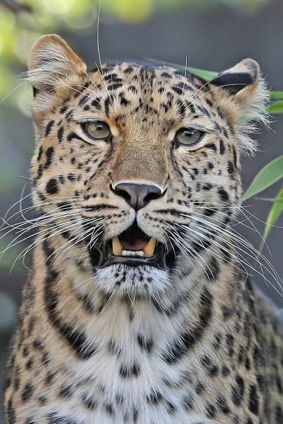 дикие - оригинал