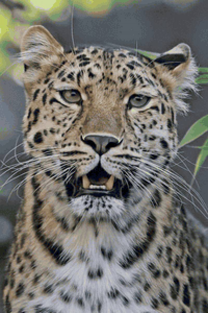 дикие - предпросмотр