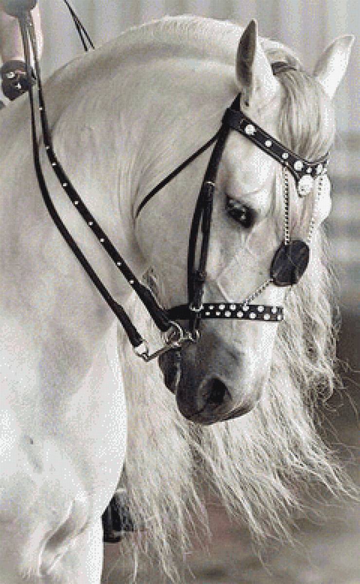 Белый 1 - конь, лошадь - предпросмотр