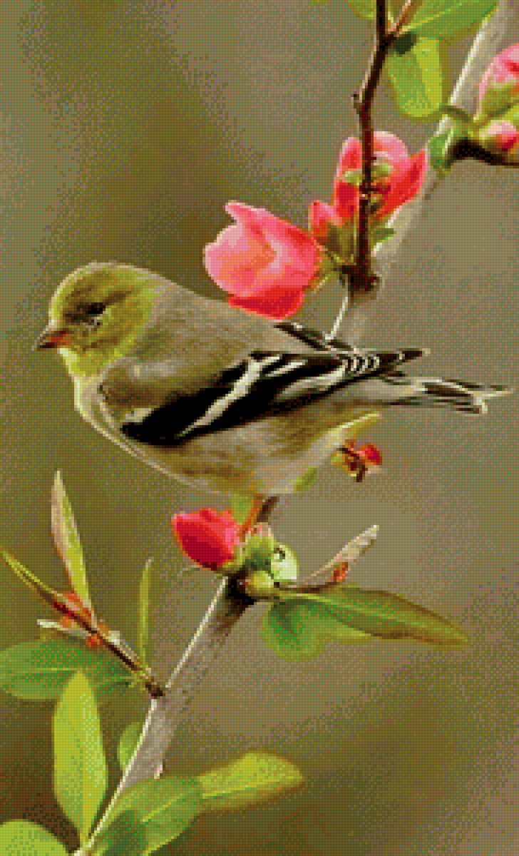 №2159586 - птицы - предпросмотр