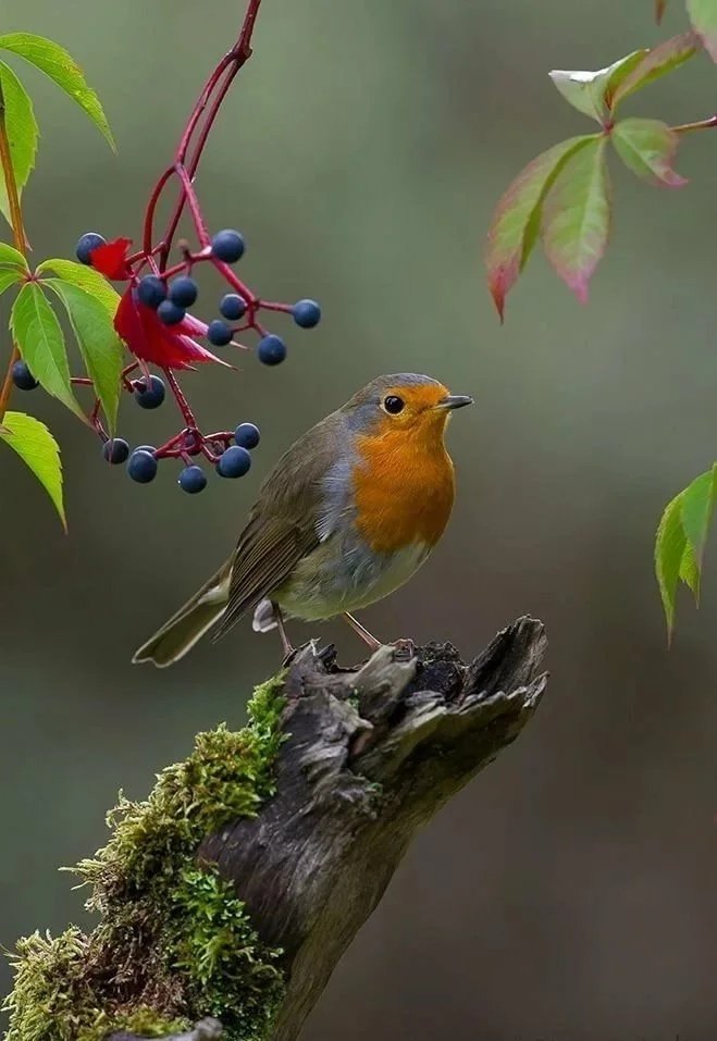 №2159593 - птицы - оригинал