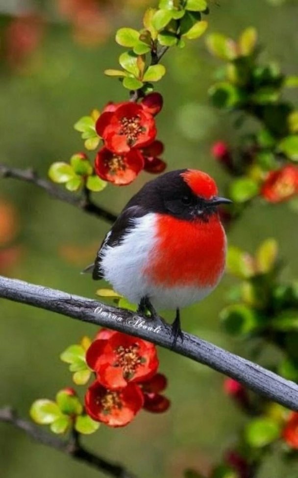 №2159605 - птицы - оригинал