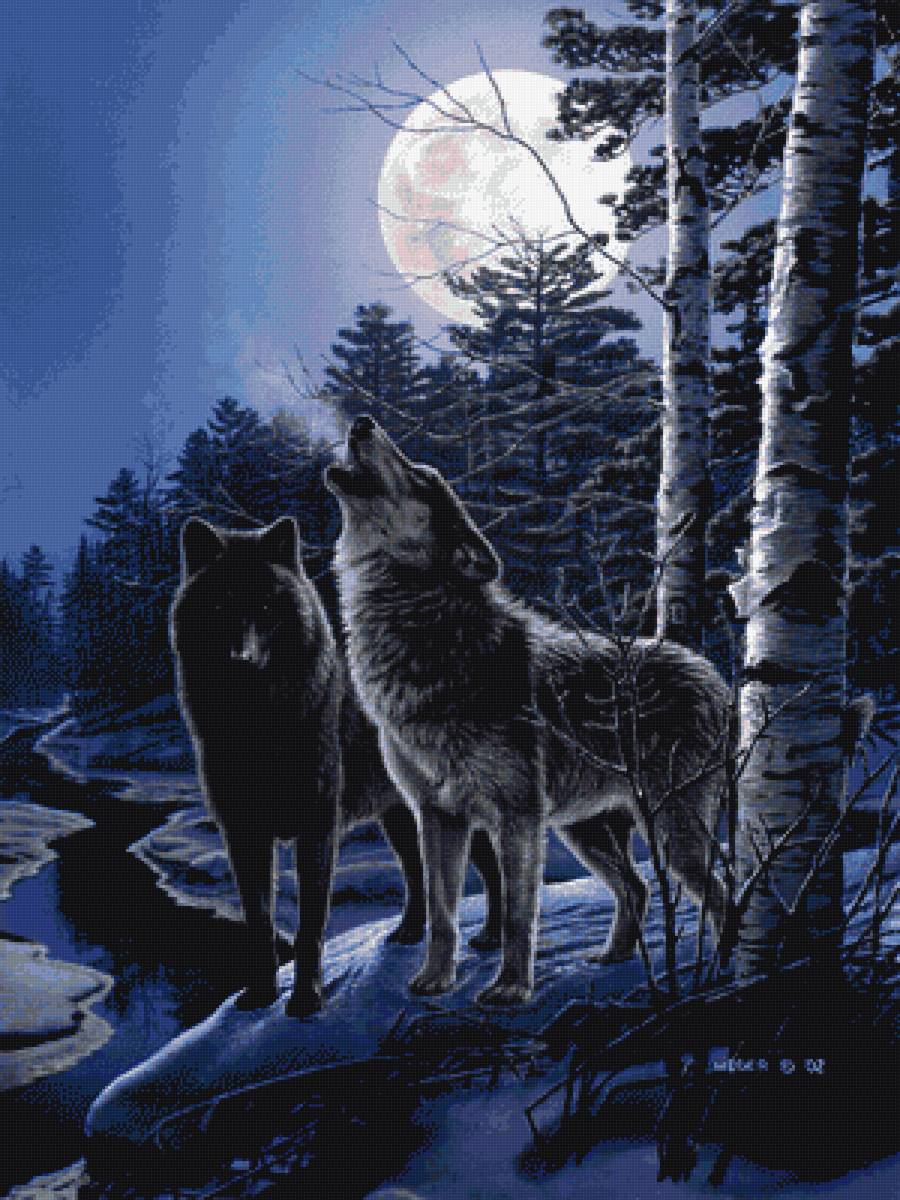 Волки ночью - волк, дикая природа, животные - предпросмотр