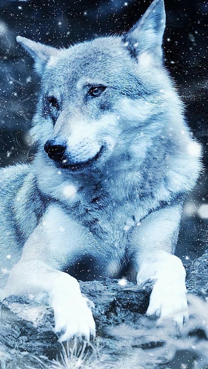 Волк белый - дикая природа, волк, животные - оригинал