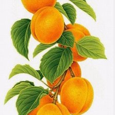 Схема вышивки «№2159870»