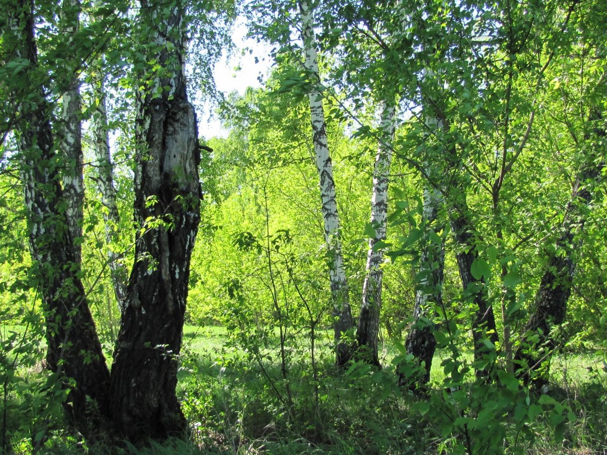 Березы - оригинал