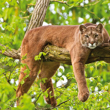 Схема вышивки «Пума»
