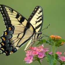 Схема вышивки «Бабочка»