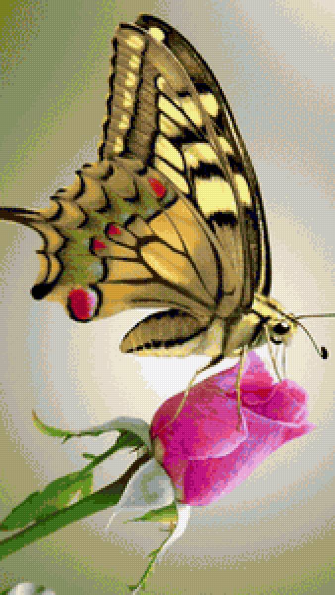 Жёлтая бабочка - предпросмотр