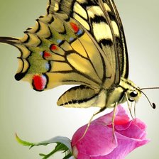 Схема вышивки «Жёлтая бабочка»