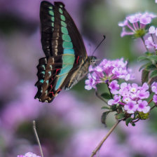 Схема вышивки «Бабочка 2»