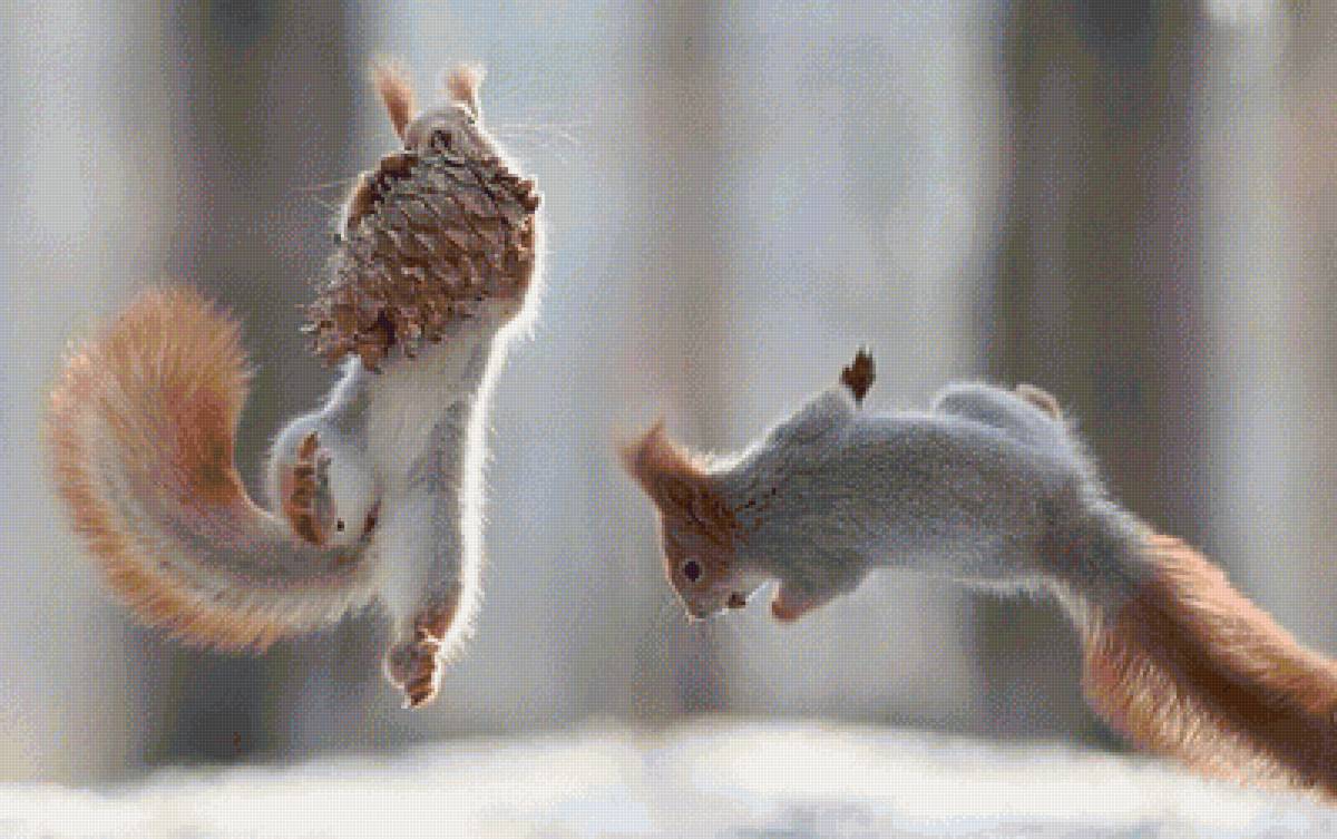 белки - природа - предпросмотр