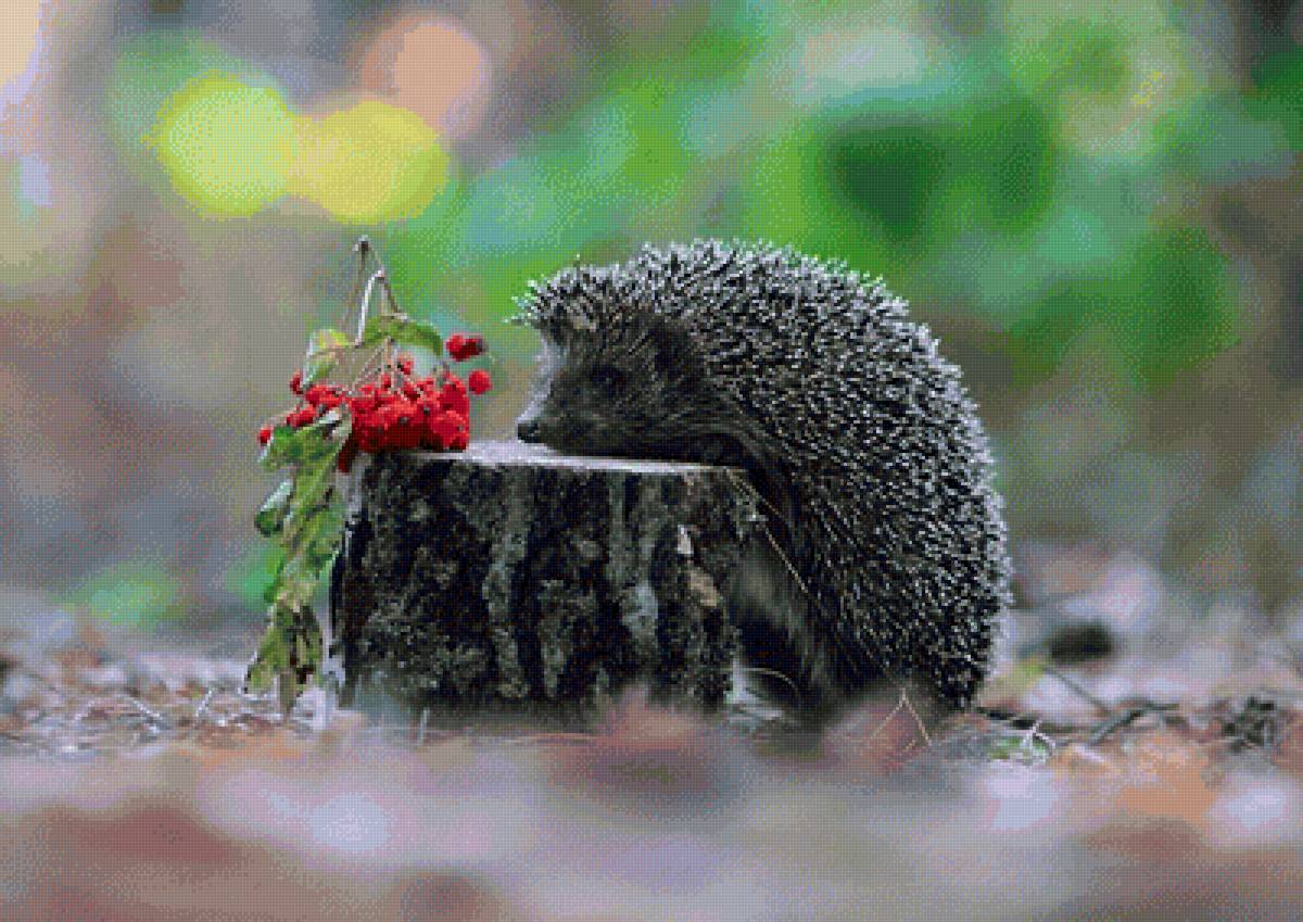 ёж - природа - предпросмотр