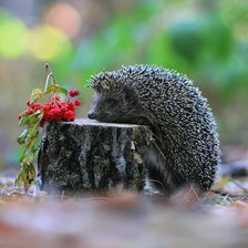 Схема вышивки «ёж»