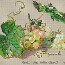 Схема вышивки «Гроздь винограда.Натюрморты графа Федора Толстого 1817г»
