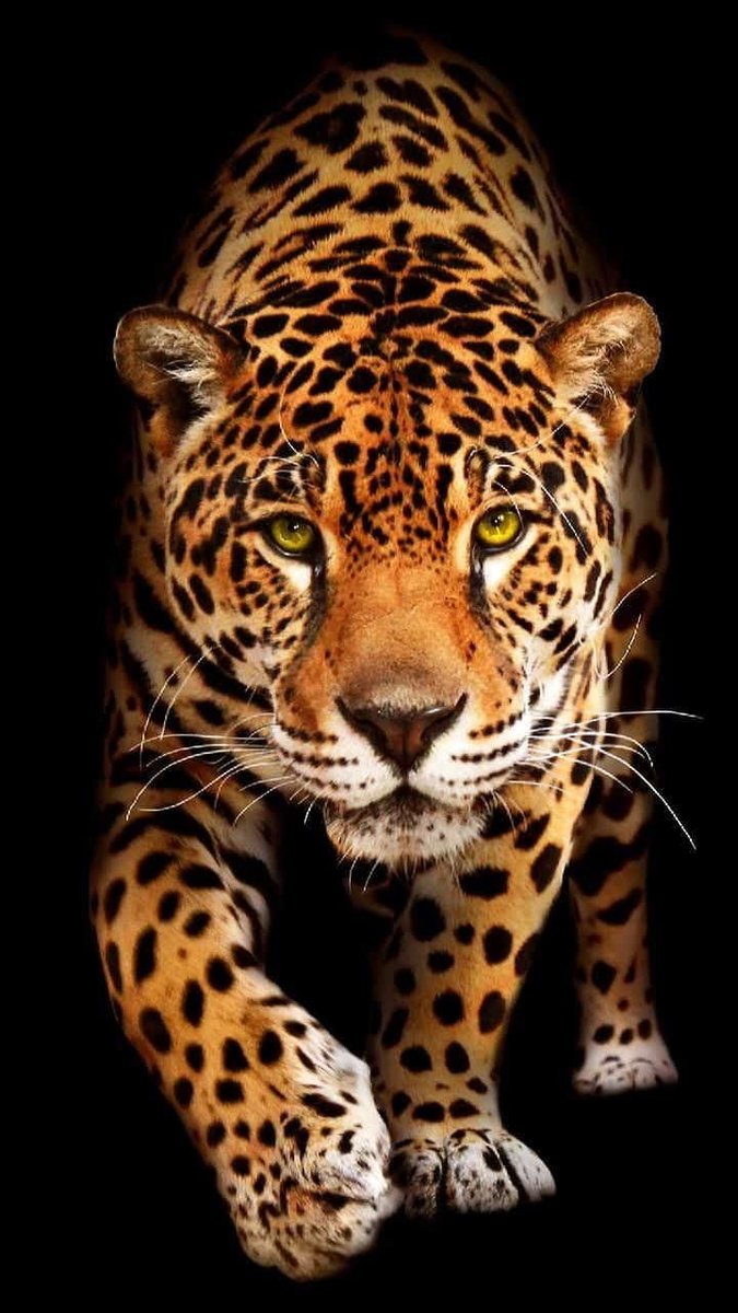 леопард дикая кошка - оригинал