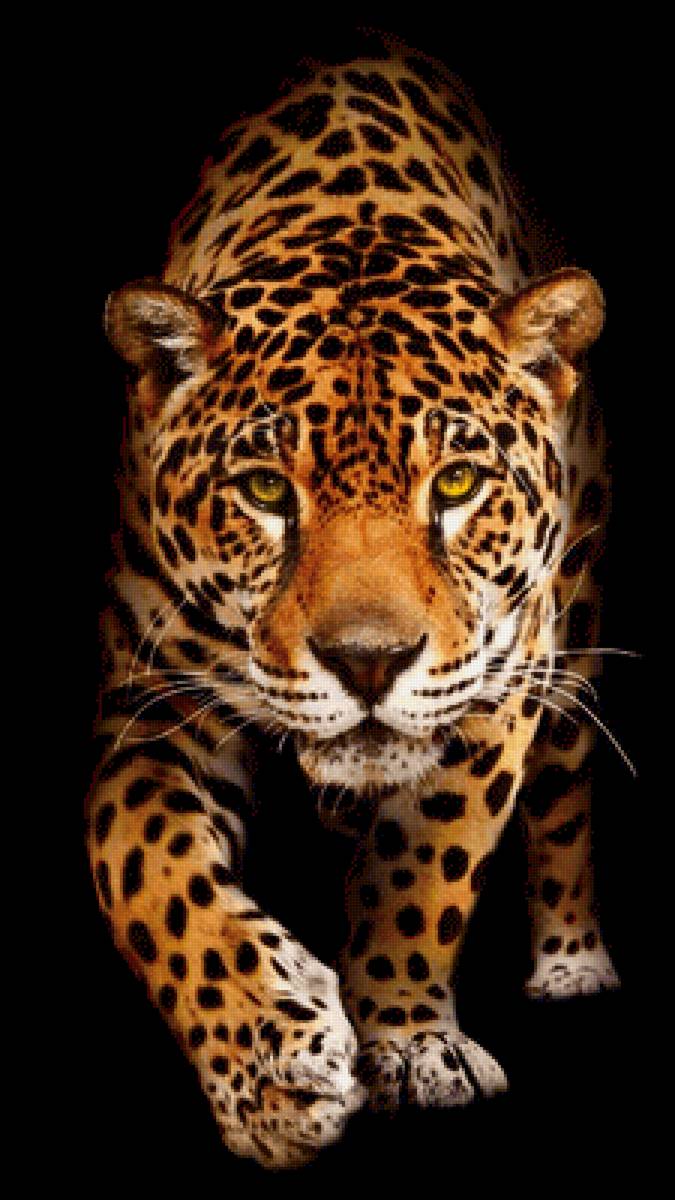 леопард дикая кошка - предпросмотр