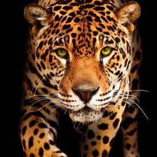 Схема вышивки «леопард дикая кошка»